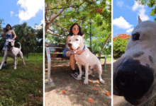 garm, de perro rescatado en facebook a ser la mascota más querida en yucatán