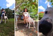 garm, de perro rescatado en facebook a ser la mascota más querida en yucatán