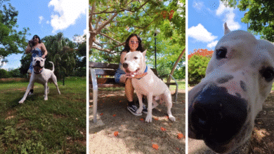 garm, de perro rescatado en facebook a ser la mascota más querida en yucatán