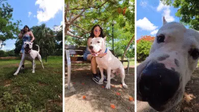 garm, de perro rescatado en facebook a ser la mascota más querida en yucatán
