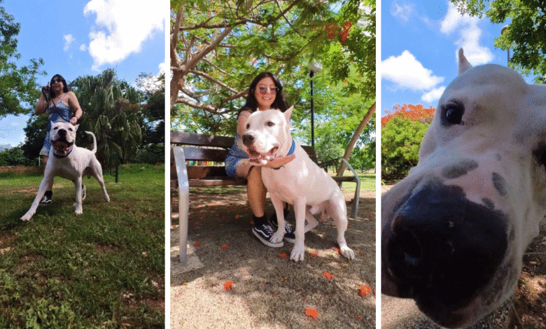 garm, de perro rescatado en facebook a ser la mascota más querida en yucatán