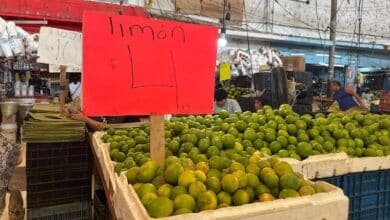 Lluvias desploman precios del limón y la lima en los mercados de Mérida