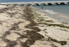innovador impermeabilizante antifúngico con sargazo busca frenar impacto ambiental en yucatán