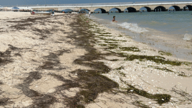 innovador impermeabilizante antifúngico con sargazo busca frenar impacto ambiental en yucatán