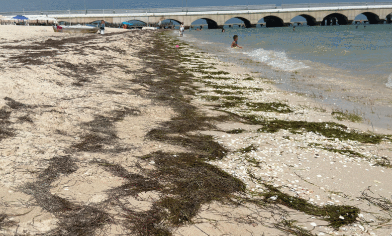 innovador impermeabilizante antifúngico con sargazo busca frenar impacto ambiental en yucatán