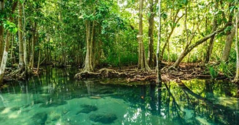 mangle en yucatán una barrera que debe conservarse