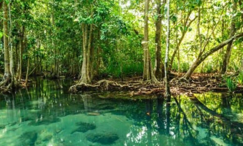 mangle en yucatán una barrera que debe conservarse
