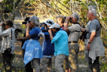 maratón de las aves en yucatán culminará por primera vez en ek balam