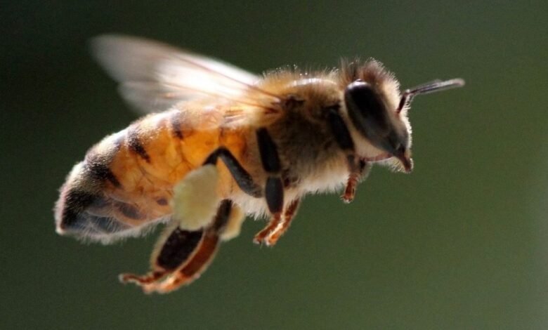 Abeja melipona: Un legado de miel y cultura en Yucatán (Foto de internet)