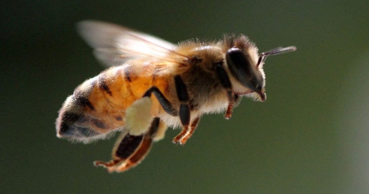 Abeja melipona: Un legado de miel y cultura en Yucatán (Foto de internet)