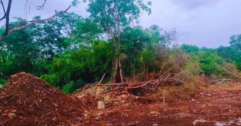 mérida refuerza la protección de la reserva cuxtal tras clausuras de profepa
