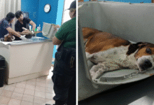 policía ecológica de kanasín atiende caso de perrito atropellado en el centro del municipio