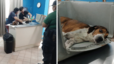 policía ecológica de kanasín atiende caso de perrito atropellado en el centro del municipio