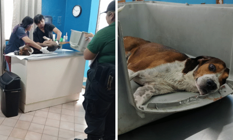 policía ecológica de kanasín atiende caso de perrito atropellado en el centro del municipio
