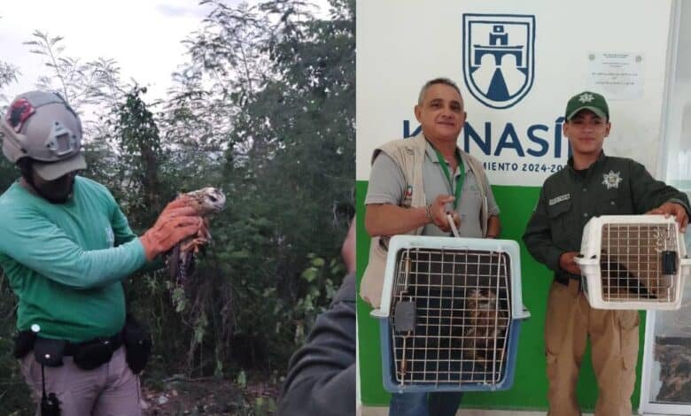 policía ecológica de kanasín rescata y entrega dos aves rapaces a la profepa