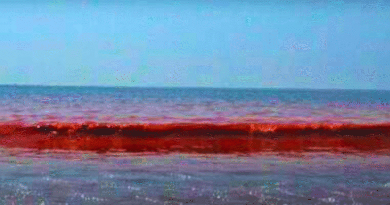 protección civil advierte por marea roja y riesgo en consumo de mariscos en la costa norte de yucatán