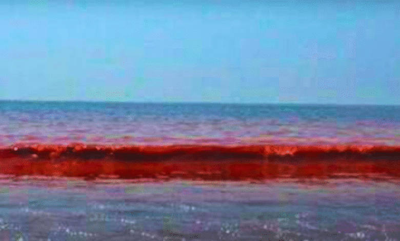 protección civil advierte por marea roja y riesgo en consumo de mariscos en la costa norte de yucatán