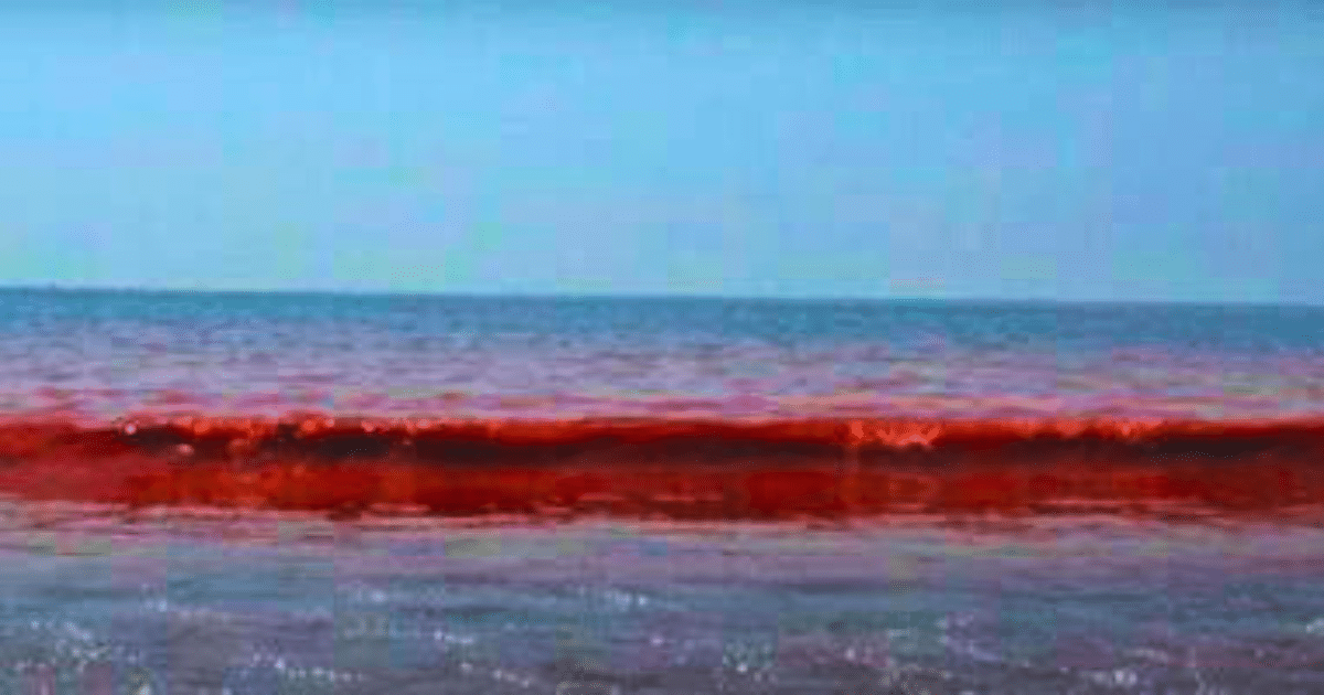 protección civil advierte por marea roja y riesgo en consumo de mariscos en la costa norte de yucatán