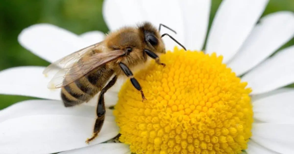 En peligro, la presencia de las abejas en el país (Foto de internet)