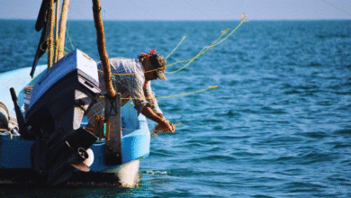 pulpo vuelve a la mesa temporada se reactiva en yucatán con buenos precios