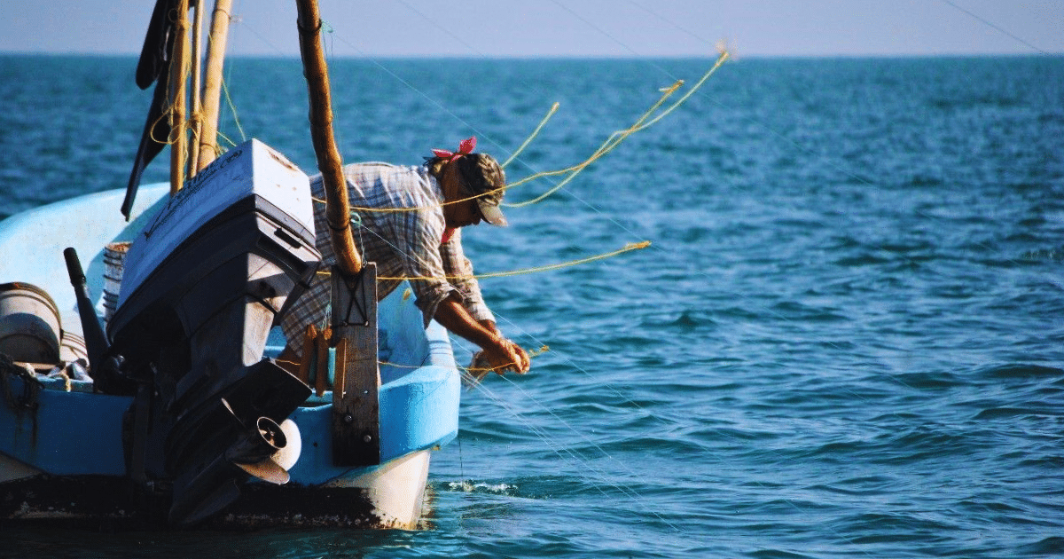 pulpo vuelve a la mesa temporada se reactiva en yucatán con buenos precios