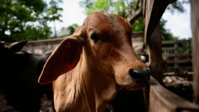 El Gobierno del Estado informa que los 94 nuevos casos detectados no están activos, gracias a la atención oportuna y a las acciones coordinadas con Senasica para garantizar la sanidad e inocuidad pecuaria.