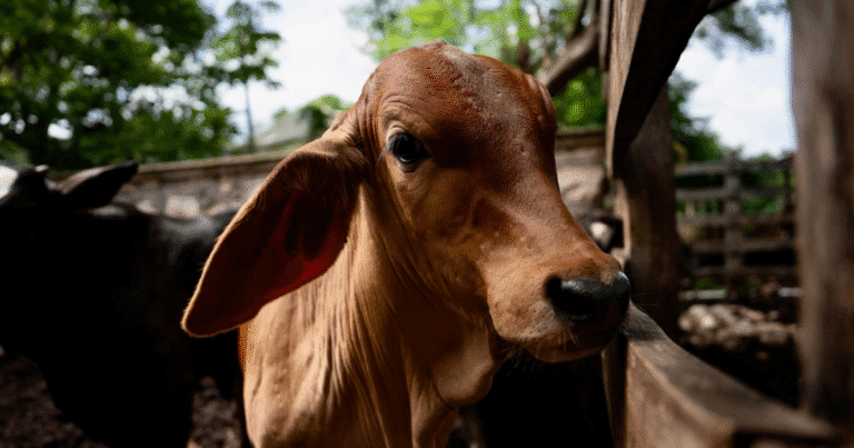 El Gobierno del Estado informa que los 94 nuevos casos detectados no están activos, gracias a la atención oportuna y a las acciones coordinadas con Senasica para garantizar la sanidad e inocuidad pecuaria.
