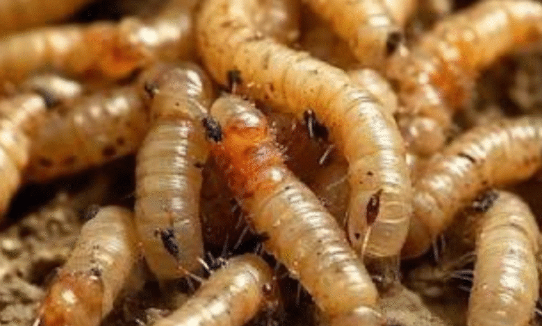 refuerzan estrategia en yucatán ante brote del gusano barrenador