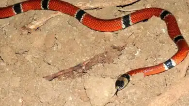 Niña de 11 años es mordida por serpiente coralillo en Tizimín, Yucatán