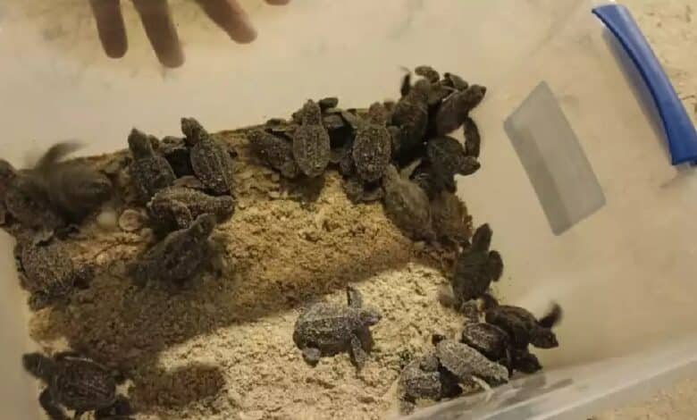 Progreso rompe récord con 14,000 huevos de tortuga marina protegidos