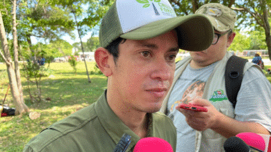 trabajan en cabildo nueva regulación para las calesas en mérida