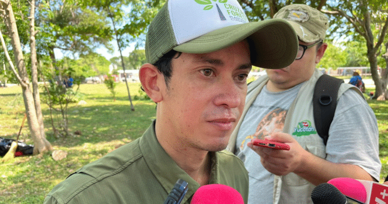 trabajan en cabildo nueva regulación para las calesas en mérida