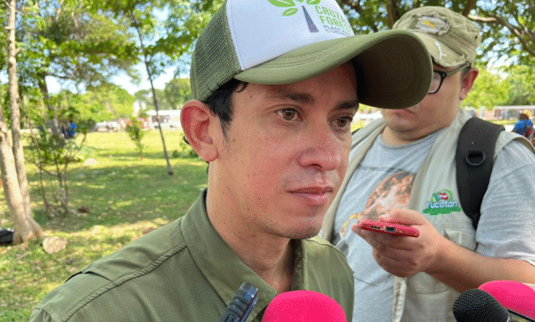 trabajan en cabildo nueva regulación para las calesas en mérida