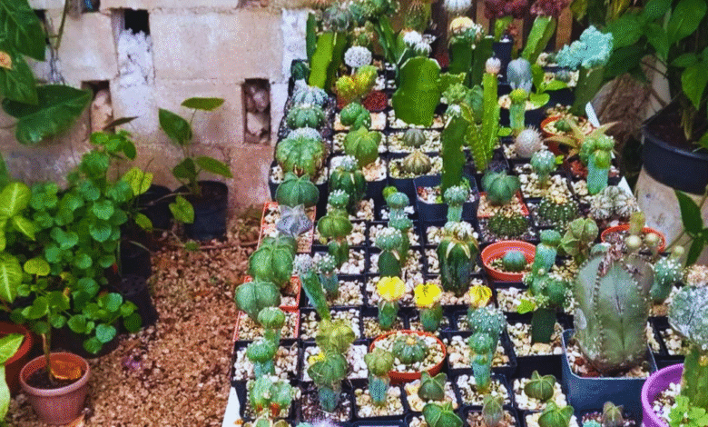 xcumpich impulsa conciencia ambiental con el corredor botánico ki’in ya’ax