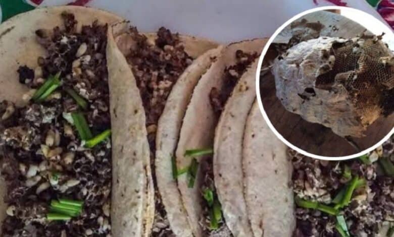 Manjar a base de lavas que se come en Yucatán, un platillo difícil de encontrar