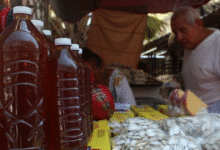 yucatán mantiene su producción de miel de calidad