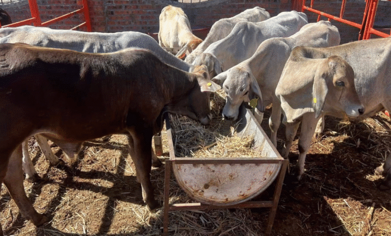 yucatán prepara producción de mosca estéril contra gusano barrenador para proteger ganadería y exportaciones