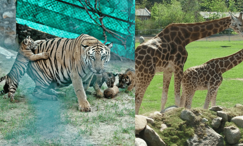 Zoológico de Dinamarca causa polémica al pedir mascotas no deseadas para alimentar a depredadores