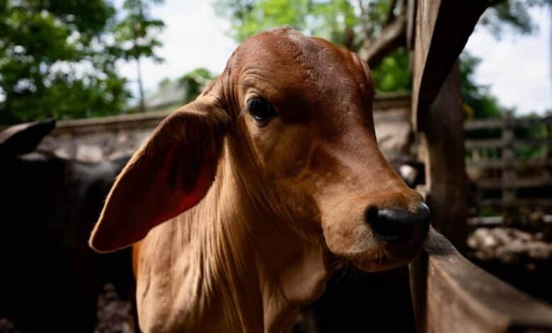 alertan sobre la importancia de atender lesiones en animales para prevenir gusano barrenador