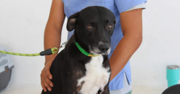 ayuntamiento de mérida recibe más de 100 denuncias al mes por maltrato y abandono animal