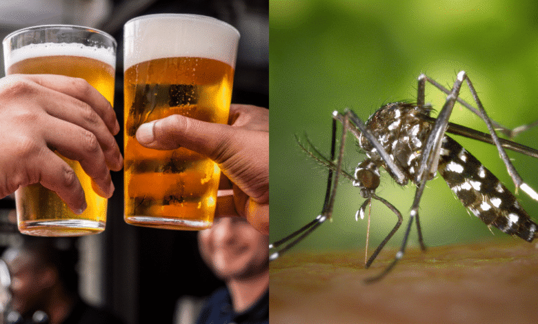 Beber cerveza aumenta la atracción hacia los mosquitos, según un estudio científico