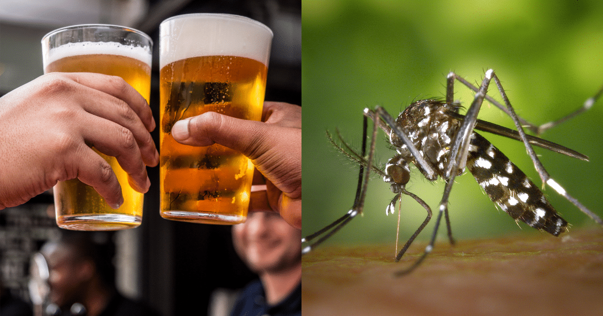 Beber cerveza aumenta la atracción hacia los mosquitos, según un estudio científico