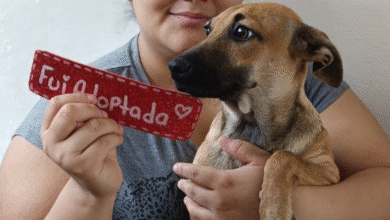 día del perro adoptado mérida muestra avance en adopciones