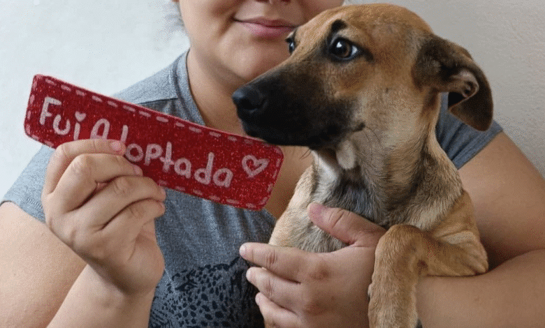 día del perro adoptado mérida muestra avance en adopciones
