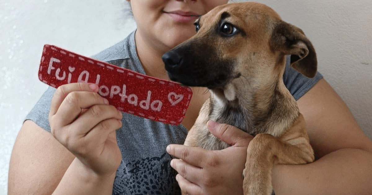 día del perro adoptado mérida muestra avance en adopciones
