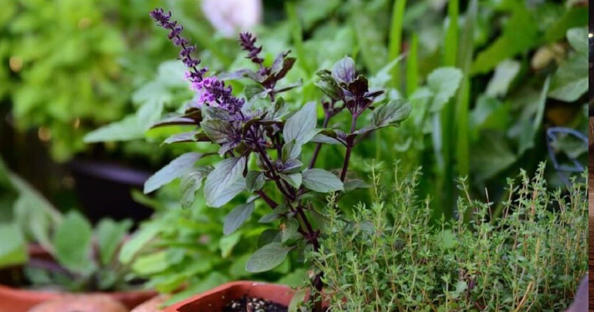 Plantas de Yucatán que repelen moscos: una alternativa natural que protege el hogar