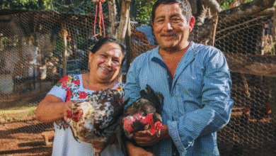 gallina criolla guardiana de la autonomía alimentaria en los solares mayas de yucatán