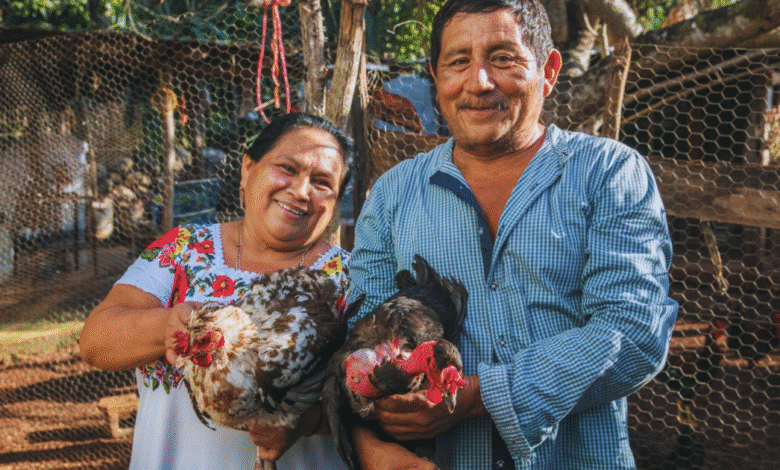 gallina criolla guardiana de la autonomía alimentaria en los solares mayas de yucatán