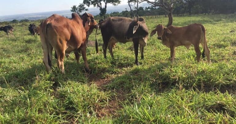 Ganaderos y autoridades refuerzan medidas ante brotes de gusano barrenador en Yucatán
