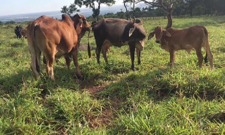 Ganaderos y autoridades refuerzan medidas ante brotes de gusano barrenador en Yucatán
